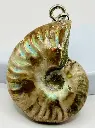 Pendentif Ammonite Opalisée